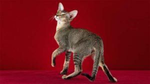 Cattery Oriental cat MASCOT