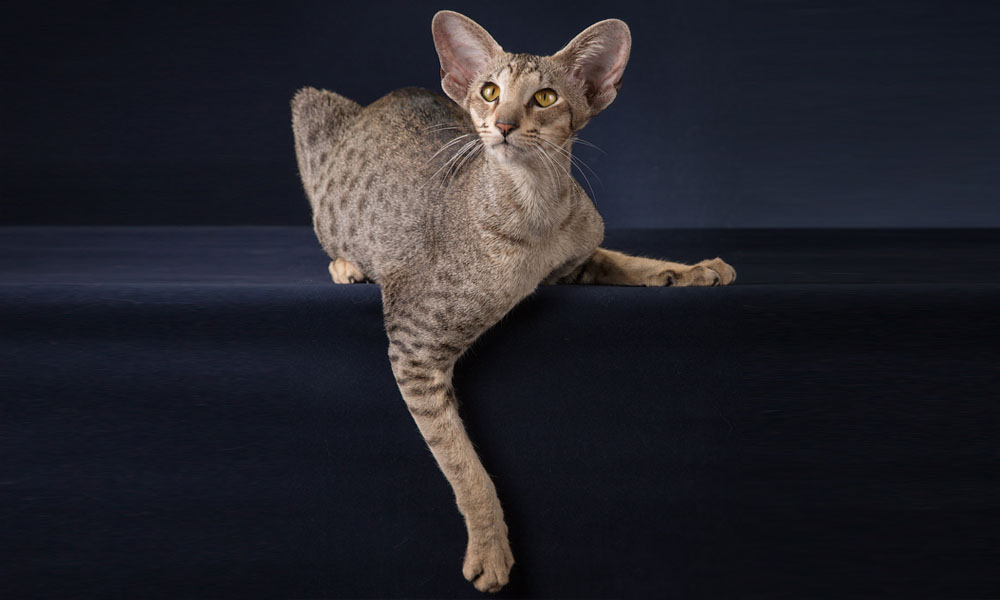 Cleopatra buy a kitten Oriental breed