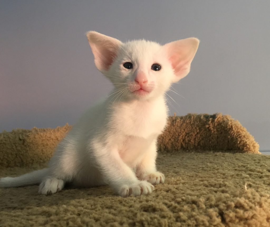 Белый котик ориентальной породы ф3