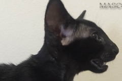 Котята Черного окраса (эбони), котик и кошечка с зелёными глазками 12
