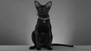 Moris - ориентальный кот-производитель питомника MASCOT