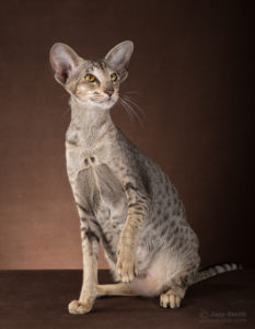 Cleopatra - кошка ориентальной породы