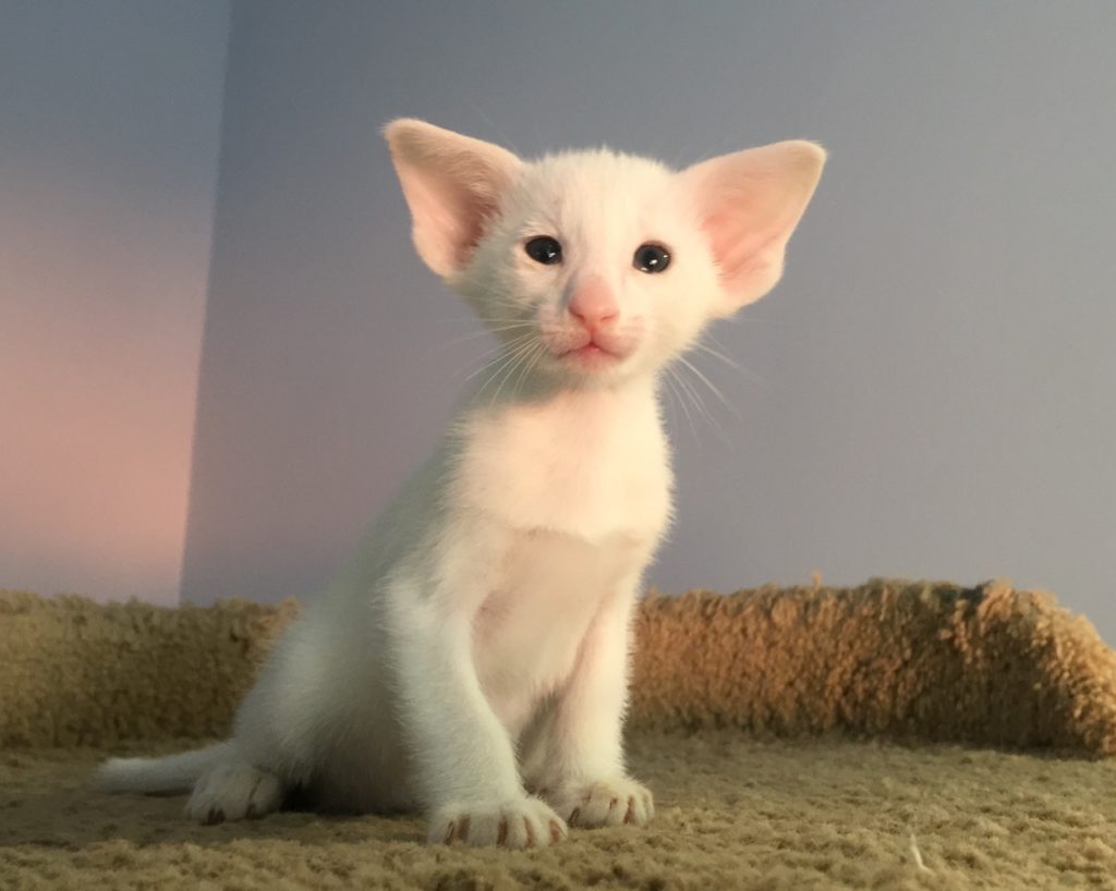 Ориентальный котёнок белого окраса