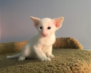 Белый котик ориентальной породы ф4