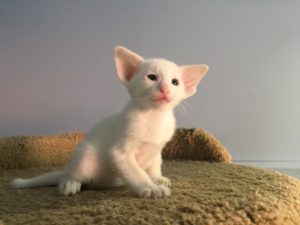 Белый котик ориентальной породы ф5