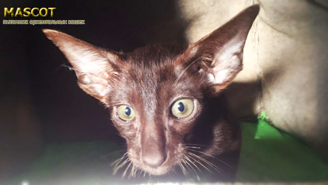 Шоколадный (Гавана) Кот ориентальной породы