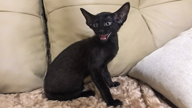 ориентальный котенок черного окраса