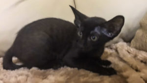 Ориентальный котёнок черного (эбони) окраса