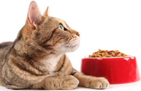 Качественный корм для кошки – гарантия здоровья