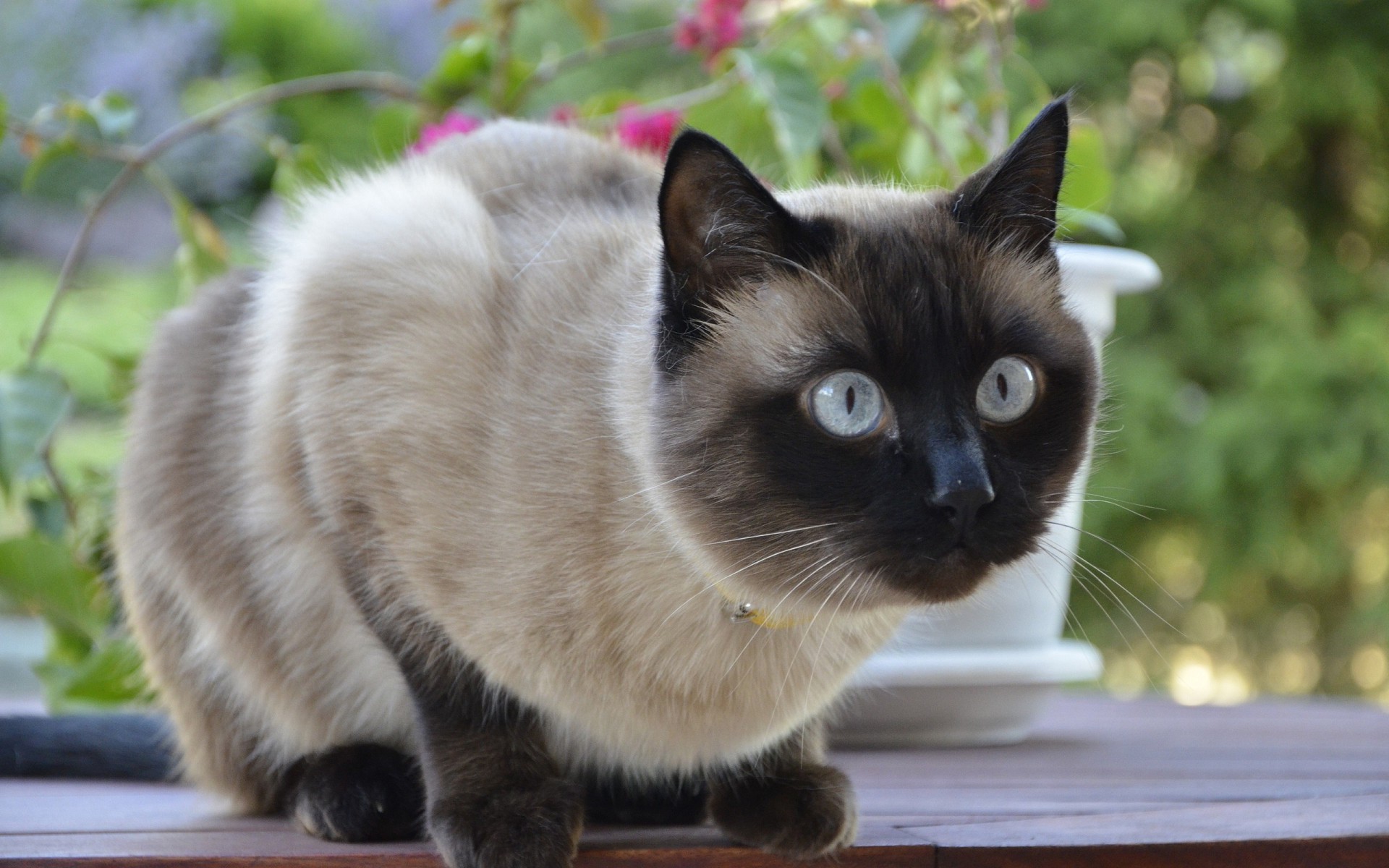 сиамская кошка сколько стоит в рублях в москве