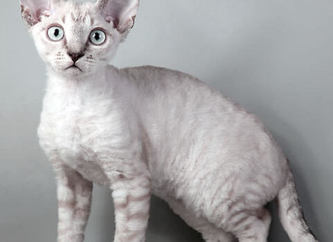 Девон-рексы – кошки с инопланетной внешностью