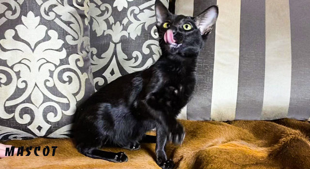 Ориентальная кошечка чёрного окраса — oriental kitty ebony