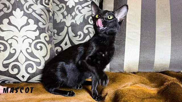 Oriental black female kitty
