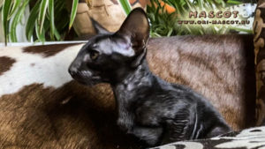 Котята ориенталы! Котики и кошечки ориентальной породы - готовы к переезду в ваш дом