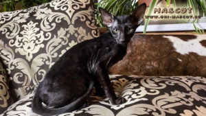 ориентальная кошка черного окрасаориентальная кошка черного окраса