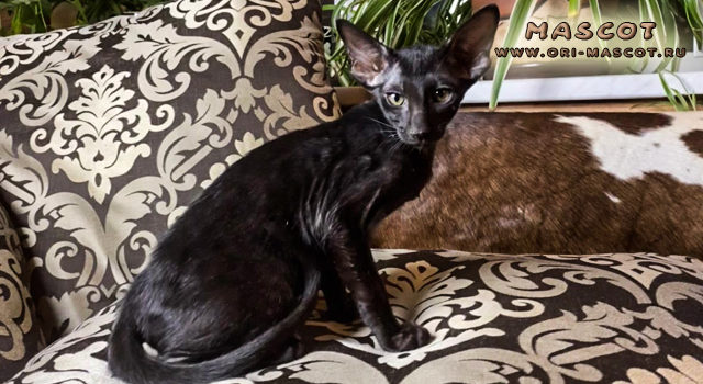 Ориентальная кошка черного окраса. Ориентальные котята