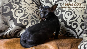 ориентальная кошка черного окраса