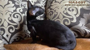ориентальная кошка черного окраса