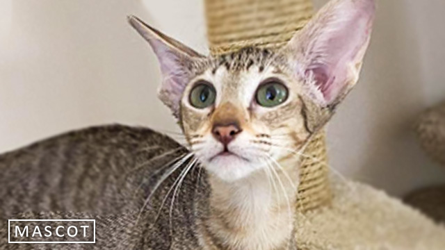 Ориентальная кошка с изумрудными глазками