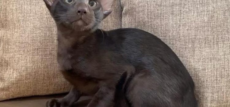 Ориентальная кошка шоколадного окраса