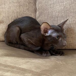 Ориентальная кошка шоколадного окраса