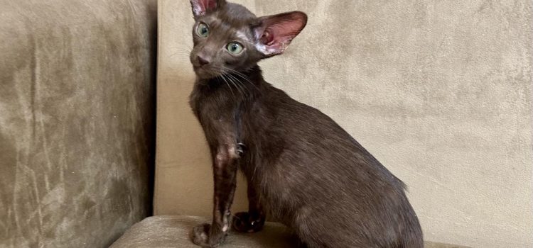 Ориентальный котик шоколадного окраса с изумрудными глазками